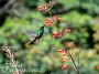 Hummingbird Garden Photo: Green-Throated Mango